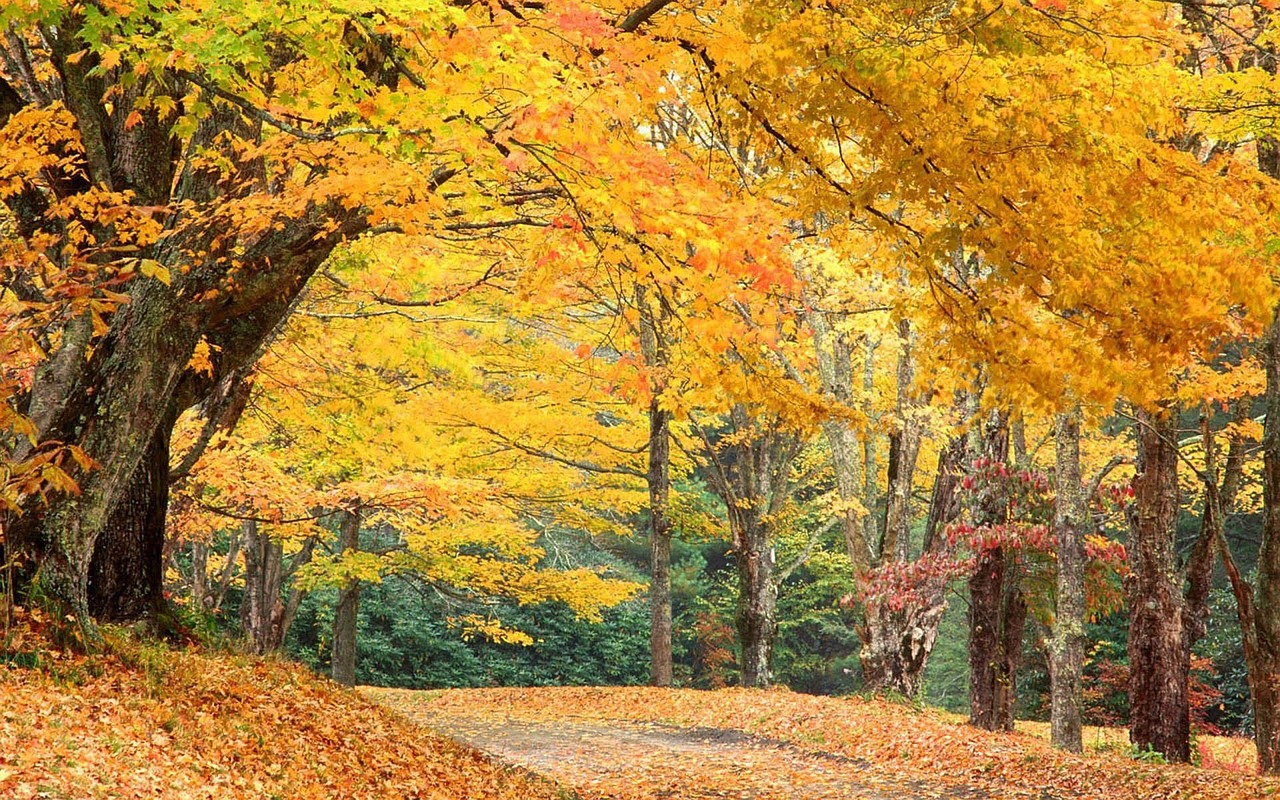 Image - north carolina autumn fall trees