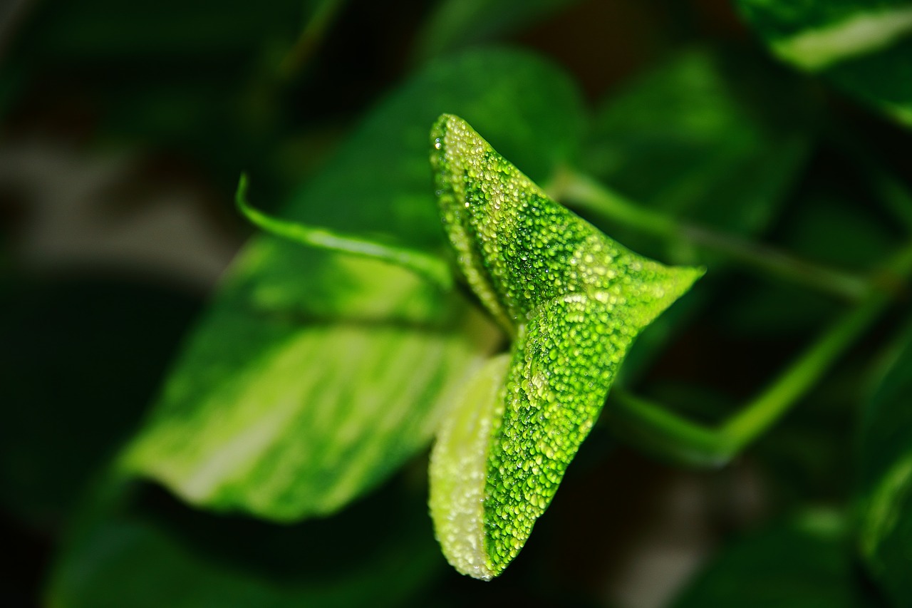 Image - amazing green leaves indoor