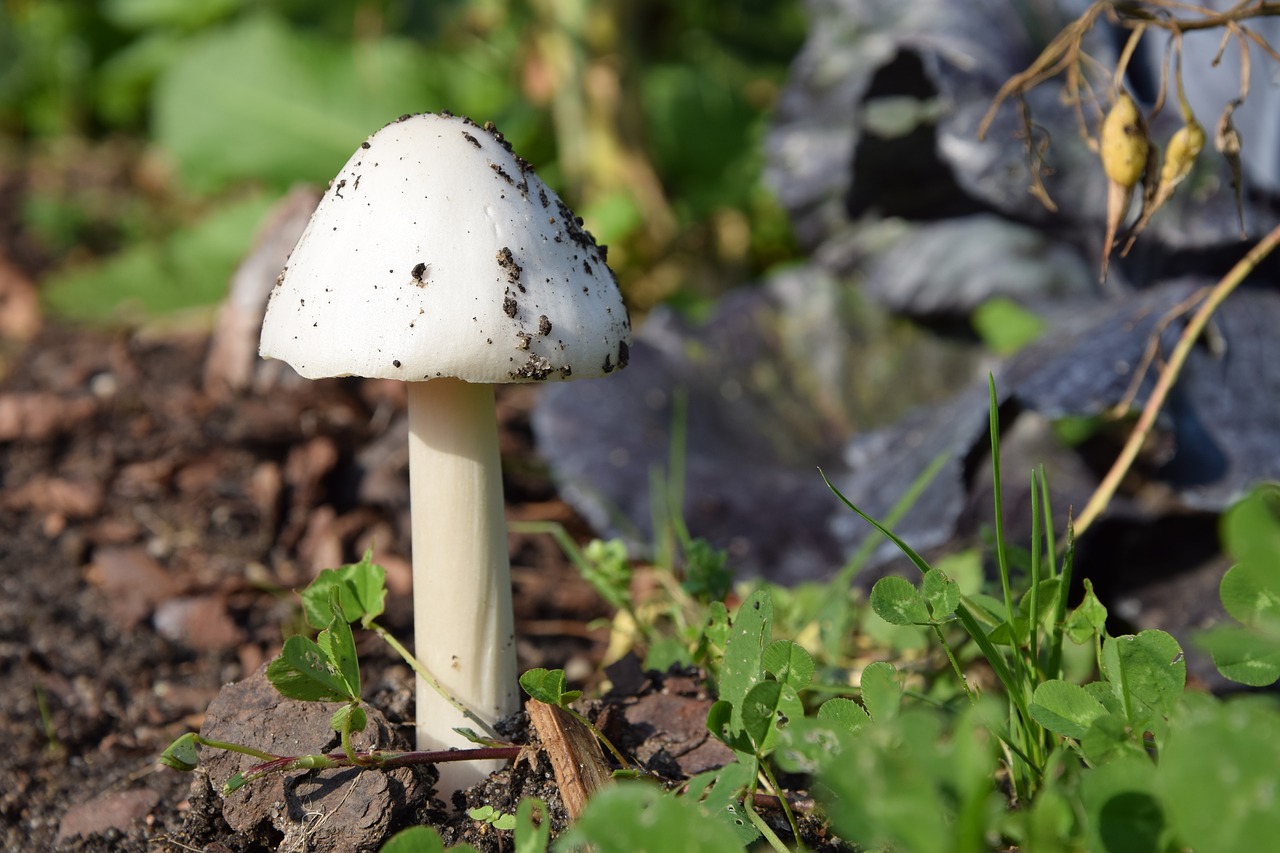 Image - mushroom earth autumn nature mulch