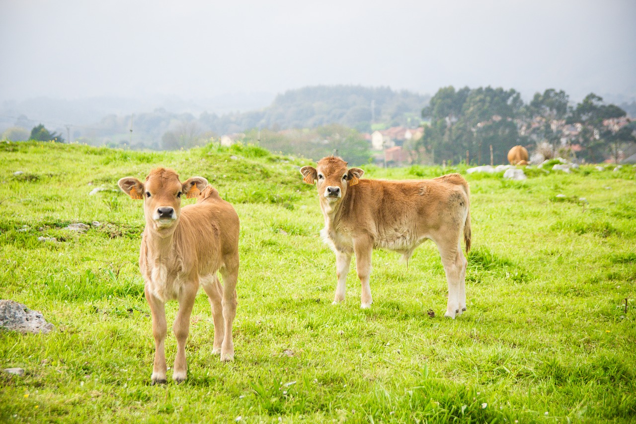 Image - spain cows nature landscape grass