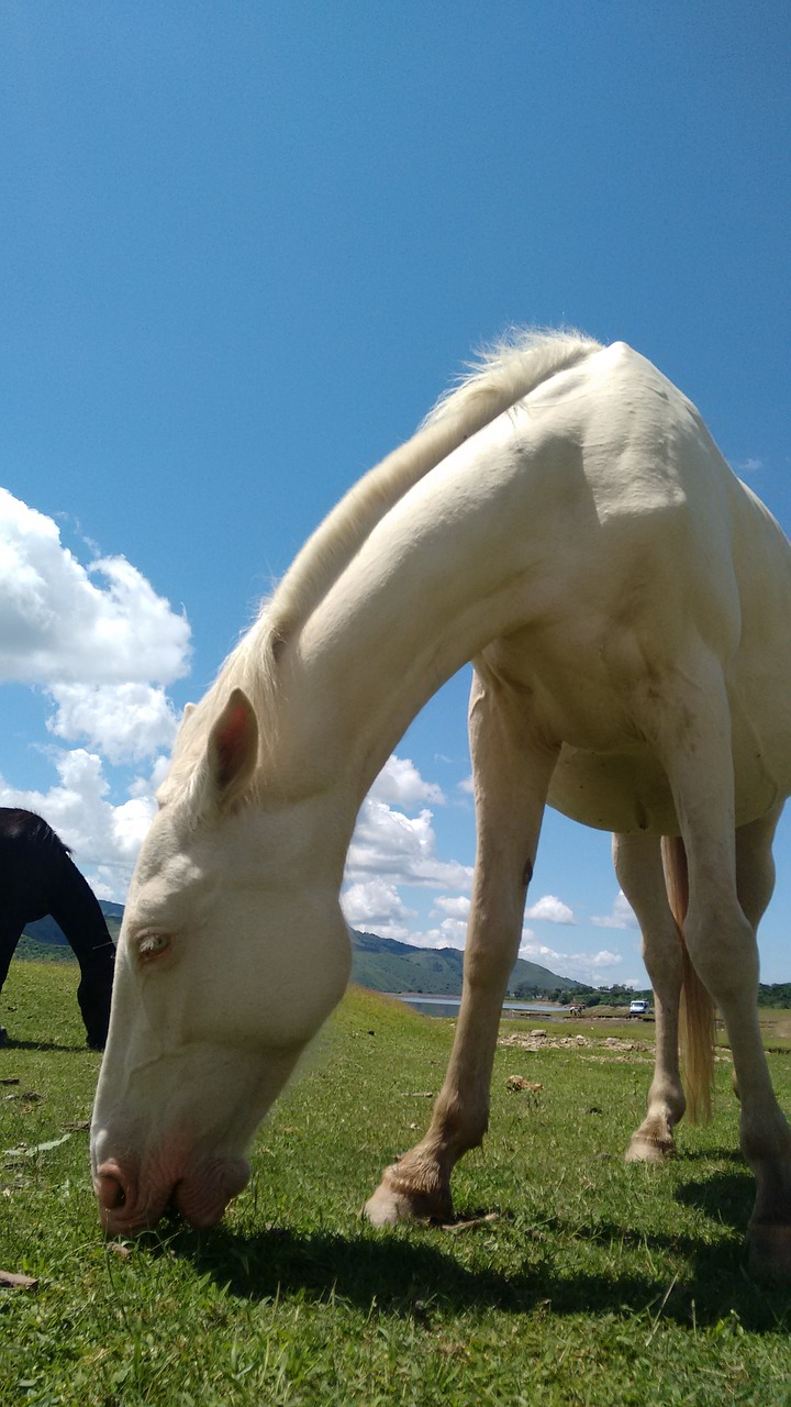 Image - horse animal nature colt landscape