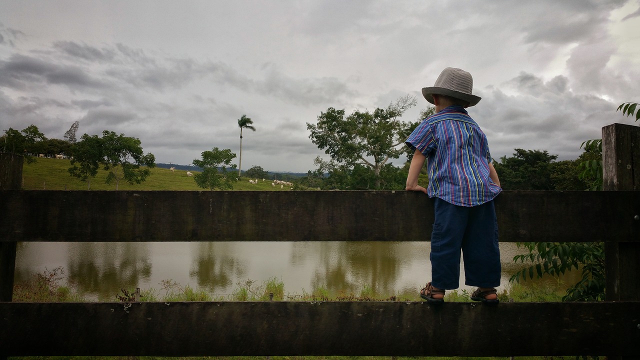 Image - child board fence farm cattle