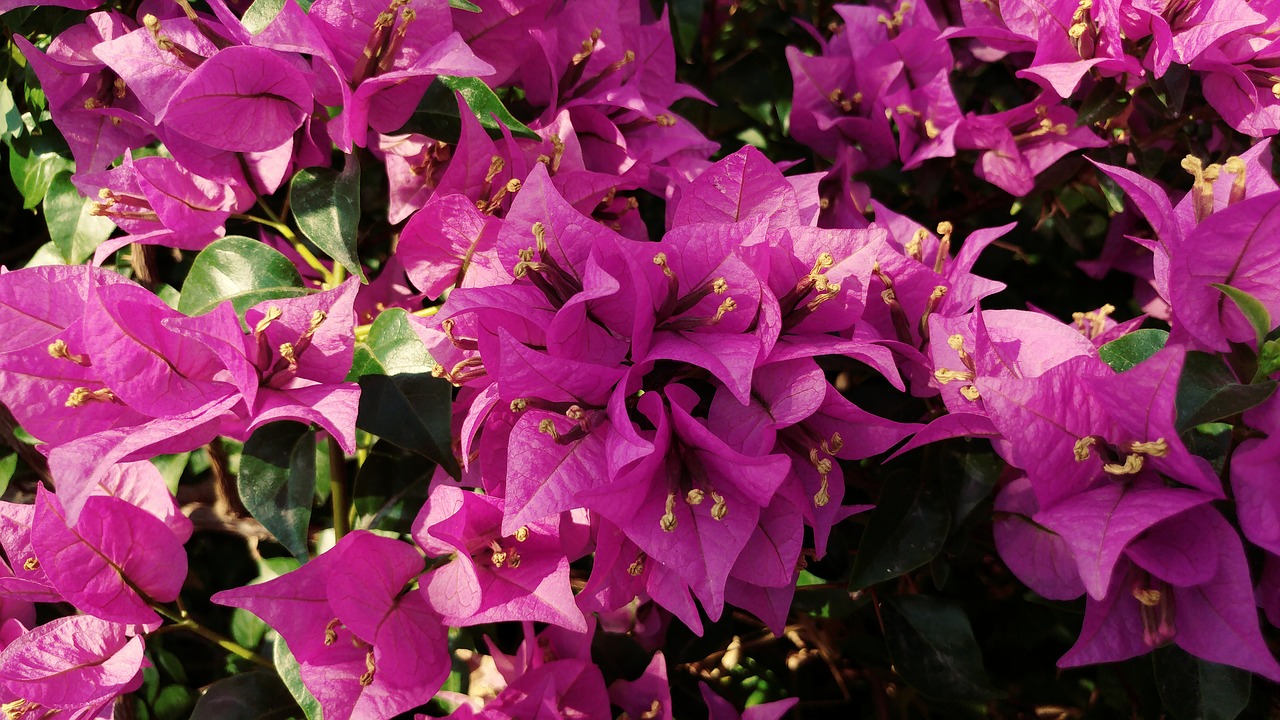 Image - bougainvillea reddish flower petal