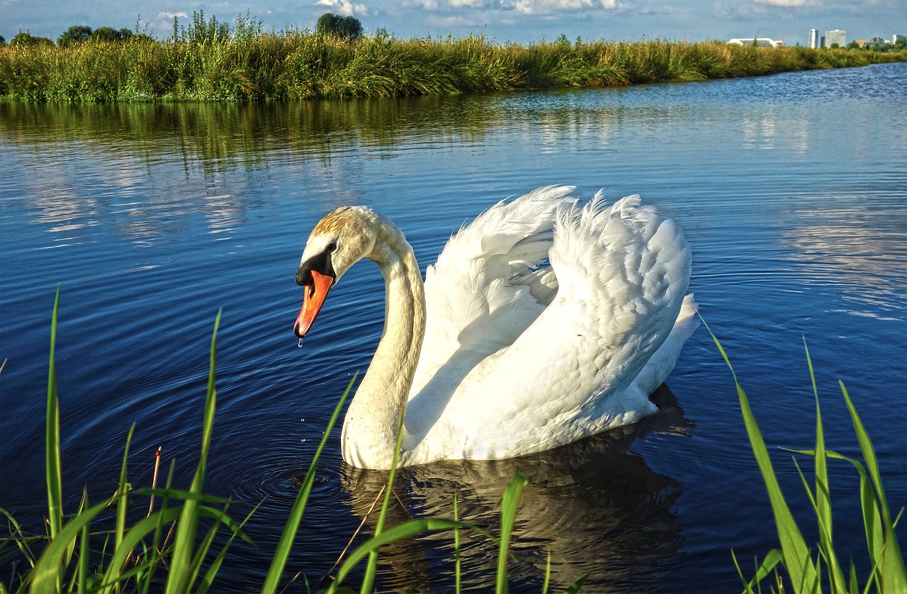 Image - bird water bird waterfowl swan