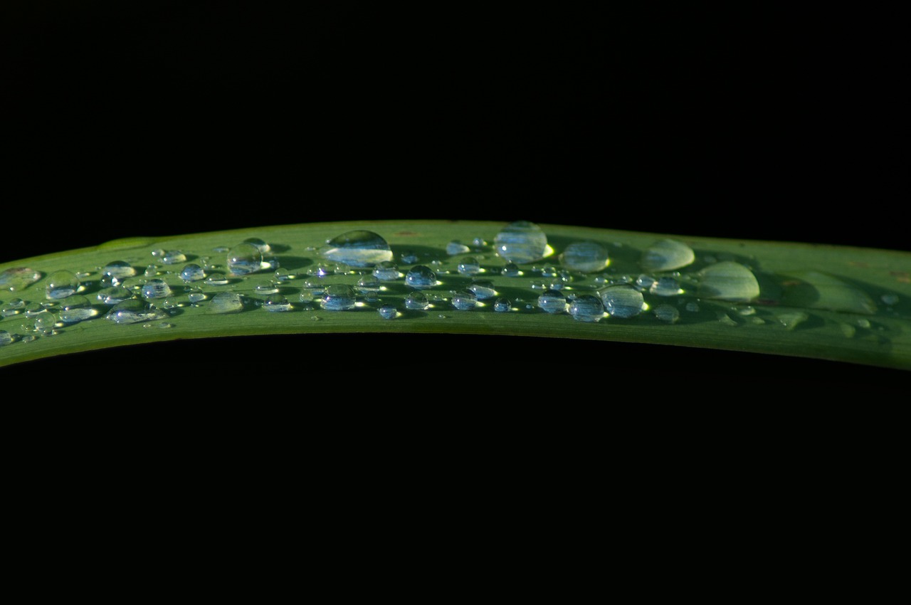 Image - leaf drop of water raindrop dew