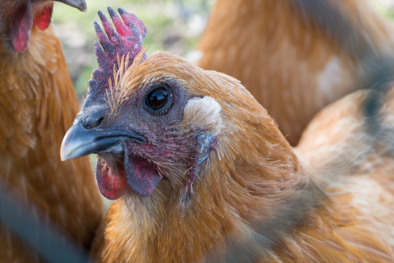 Image - hen chicken close brown farm