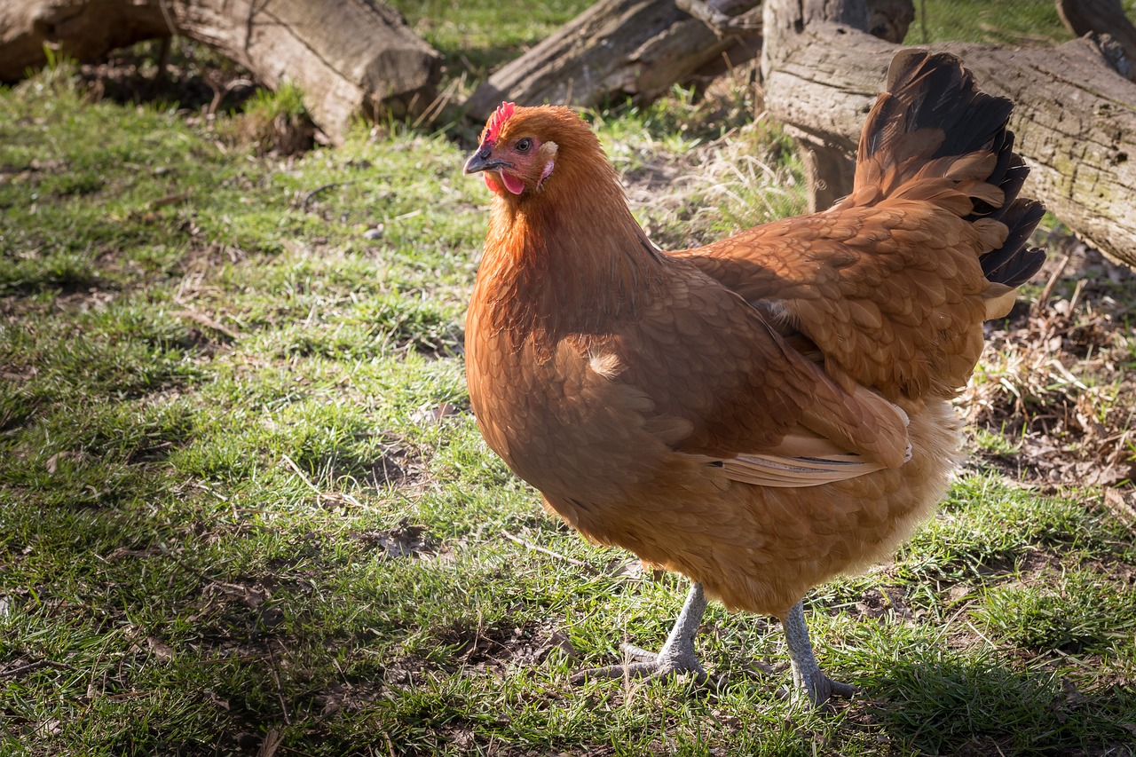 Image - hen chicken brown nature farm