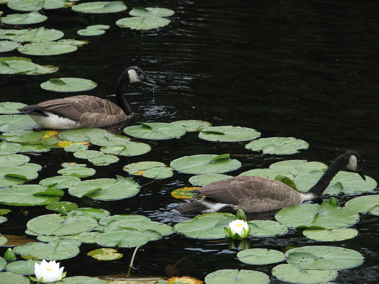 Image - geese lilly pads pond water goose