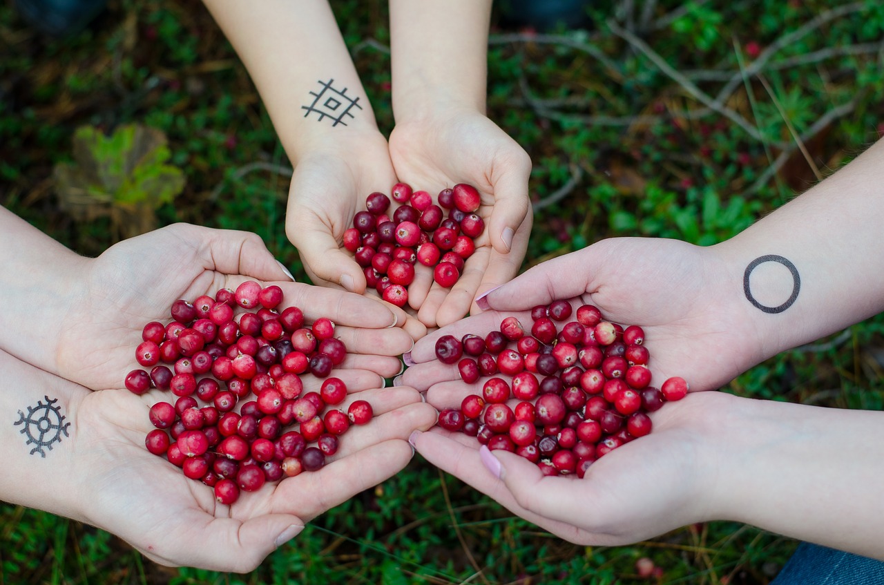 Image - cranberries berries swamp forest