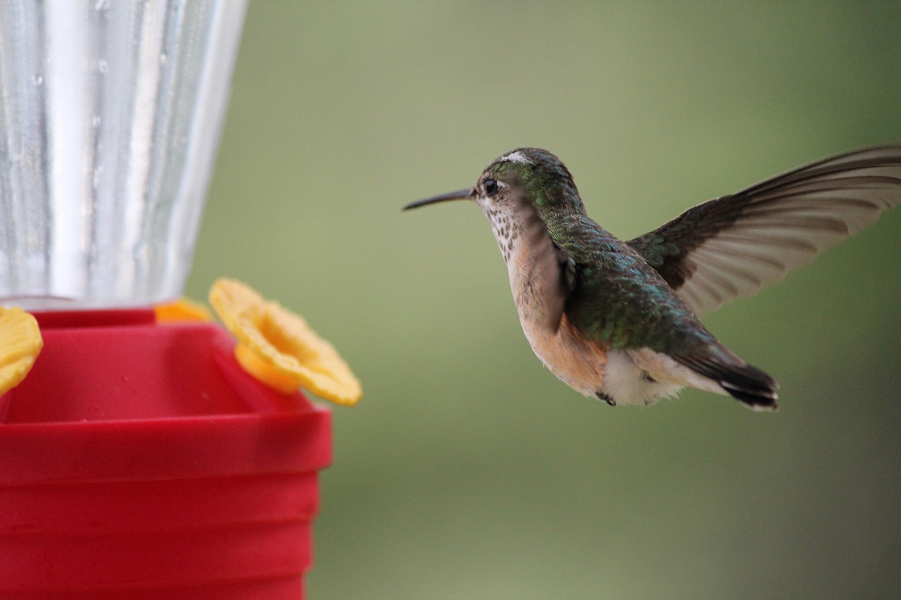 Image - humming bird bird feeding birds