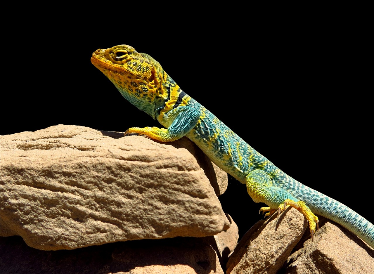 Image - collared lizard reptile portrait