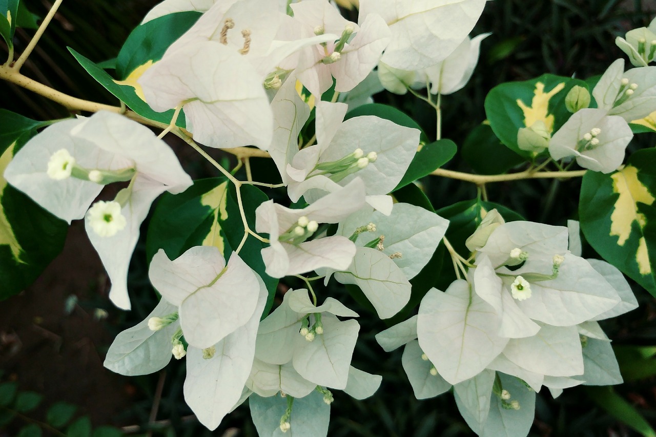 Image - bougainvillea white petal flower