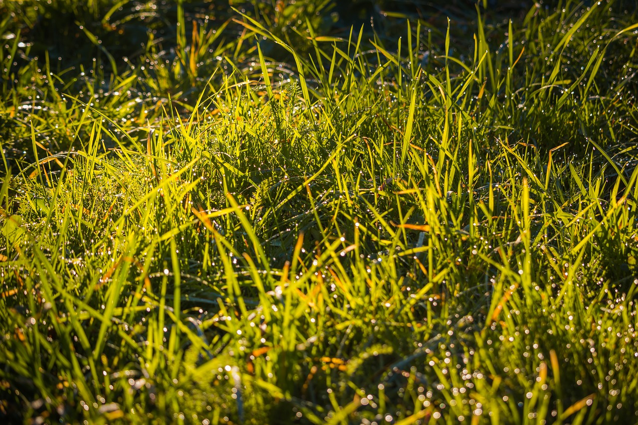 Image - grass dew green macro nature