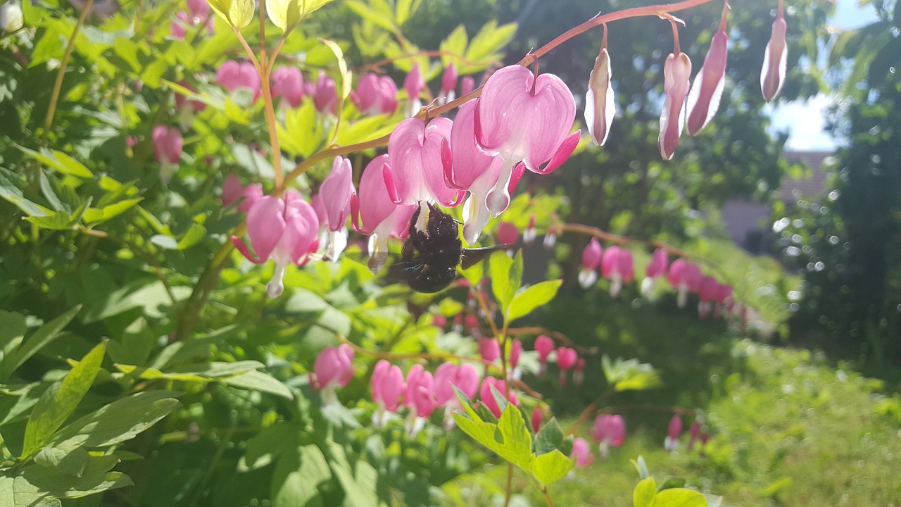 Image - hummel bleeding heart nature