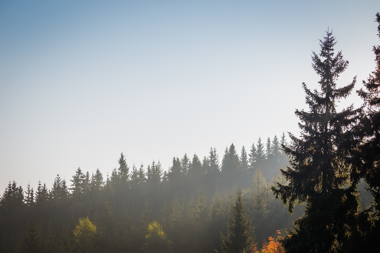 Image - fog clouds trees forest lighting