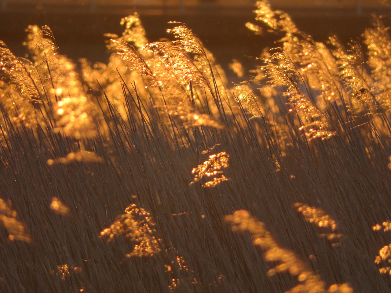 Image - reeds sunset nature countryside