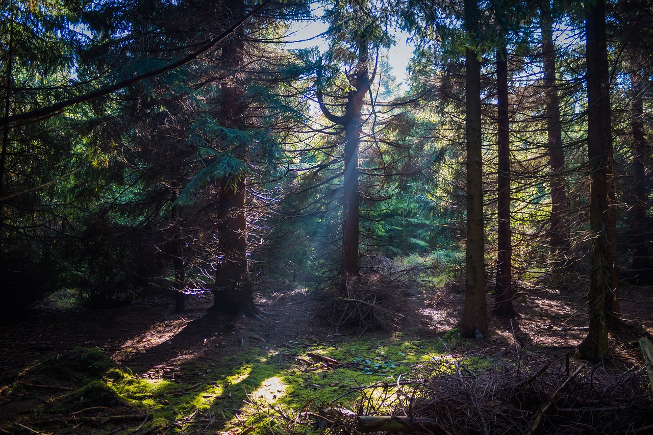 Image - forest trees fog sun rays nature