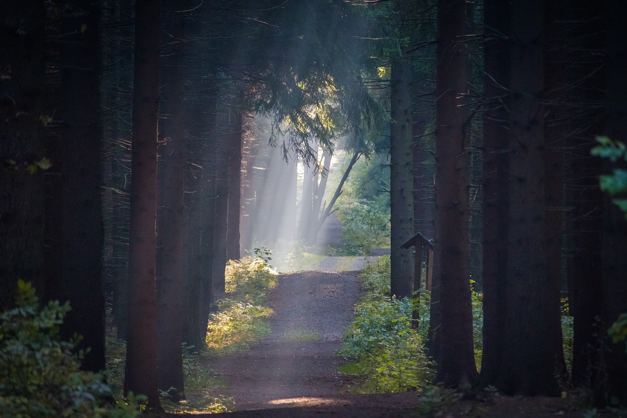 Image - forest trees fog sun rays nature