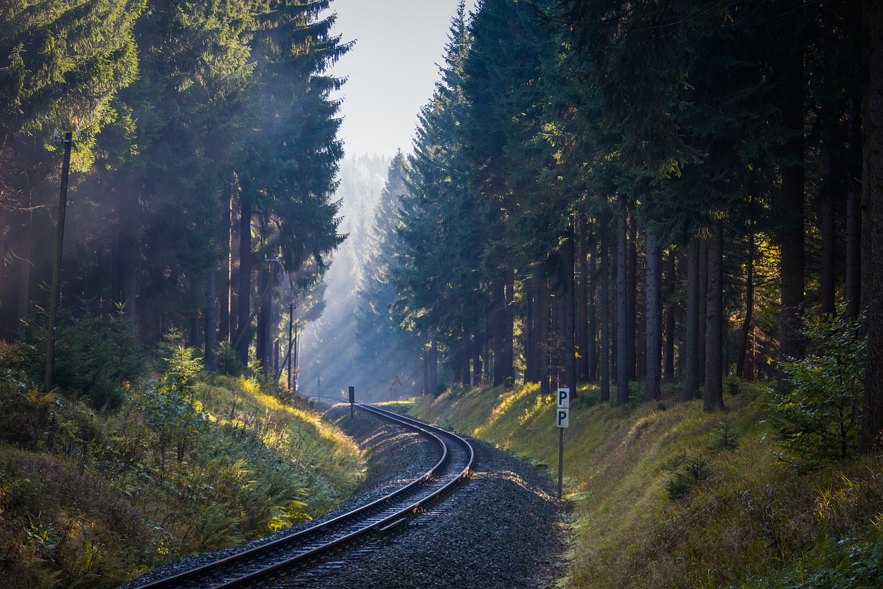 Image - forest trees fog sun rays nature