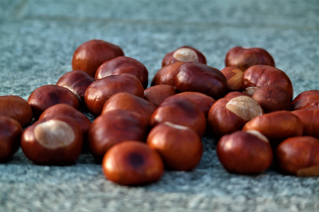 Image - chestnut autumn buckeye brown