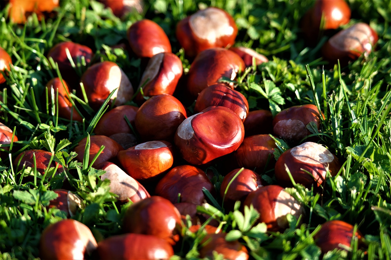 Image - chestnut autumn brown shiny nature