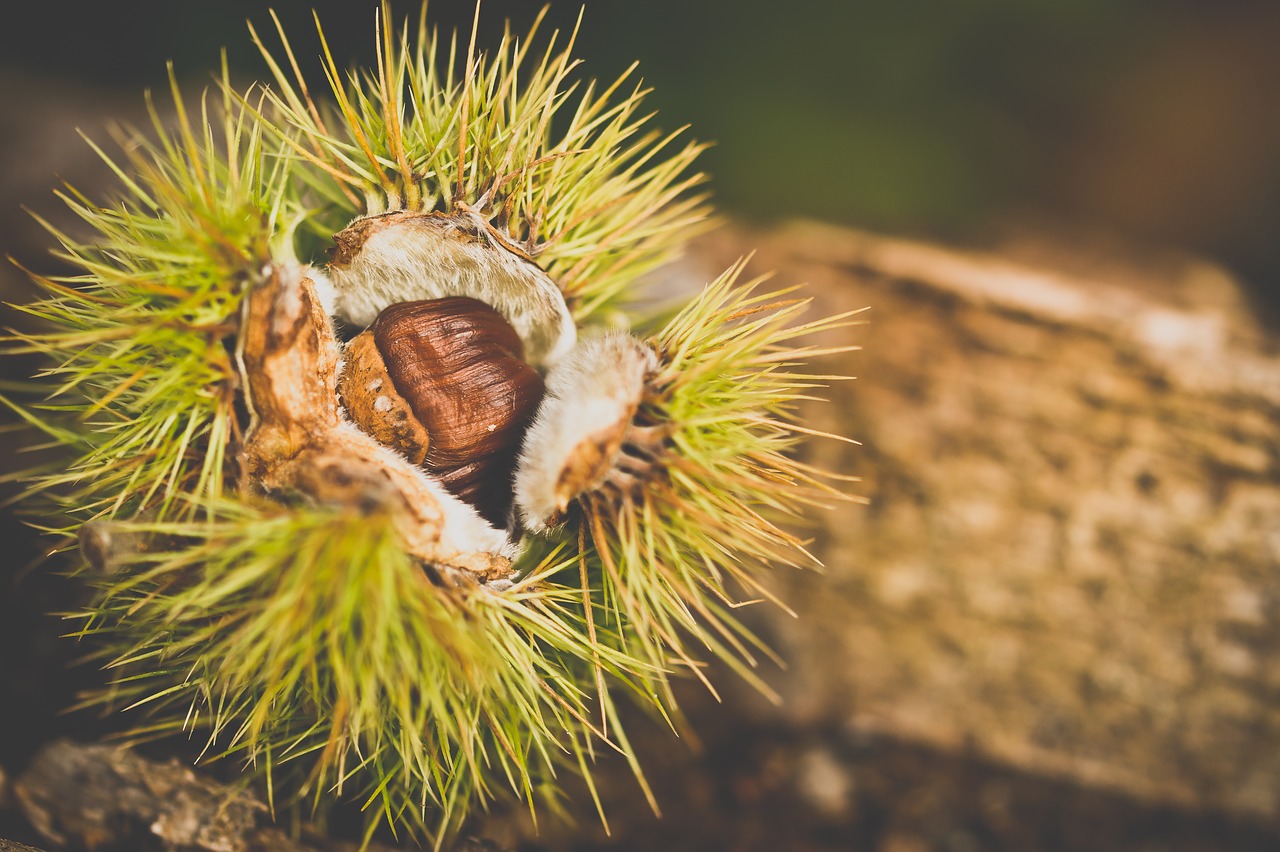 Image - chestnut autumn picks nature