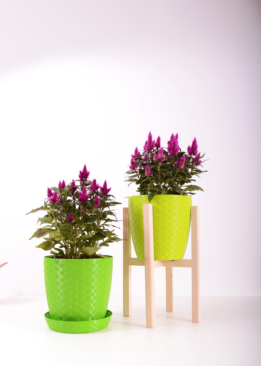 Image - plants flowerpot plastic color