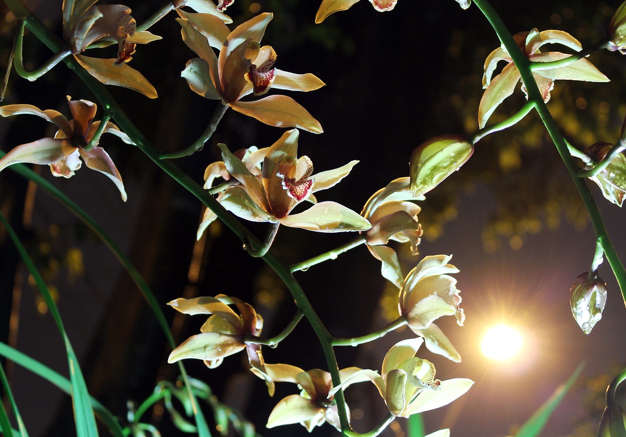 Image - flowers orchid moonlight nature