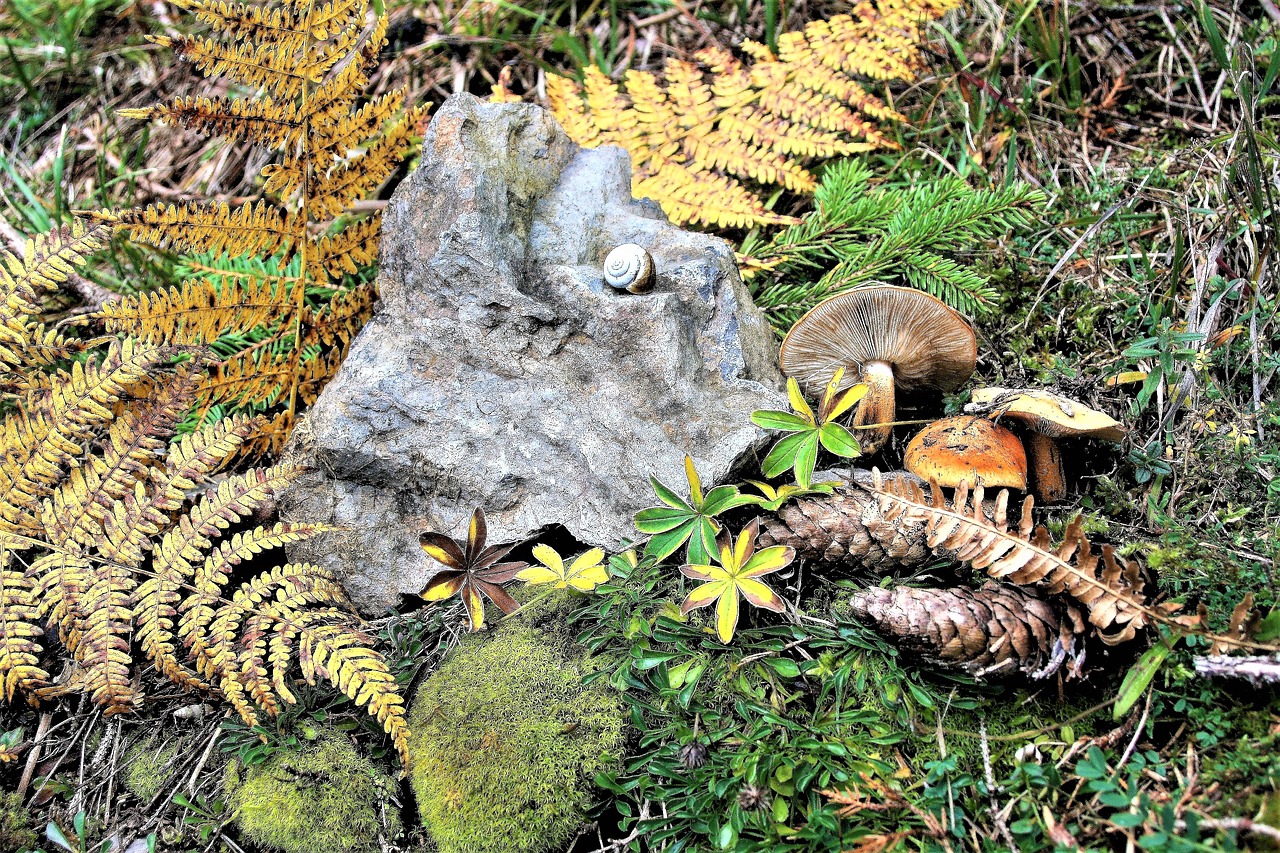 Image - mushrooms forest autumn litter