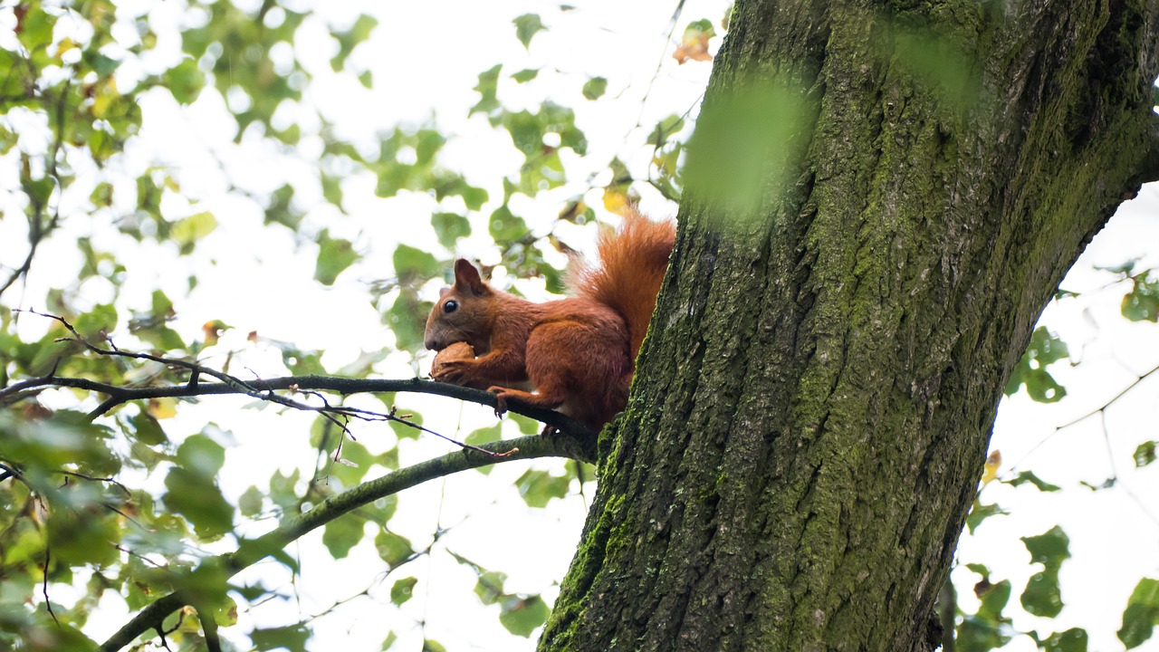 Image - the squirrel ruda walnut tree