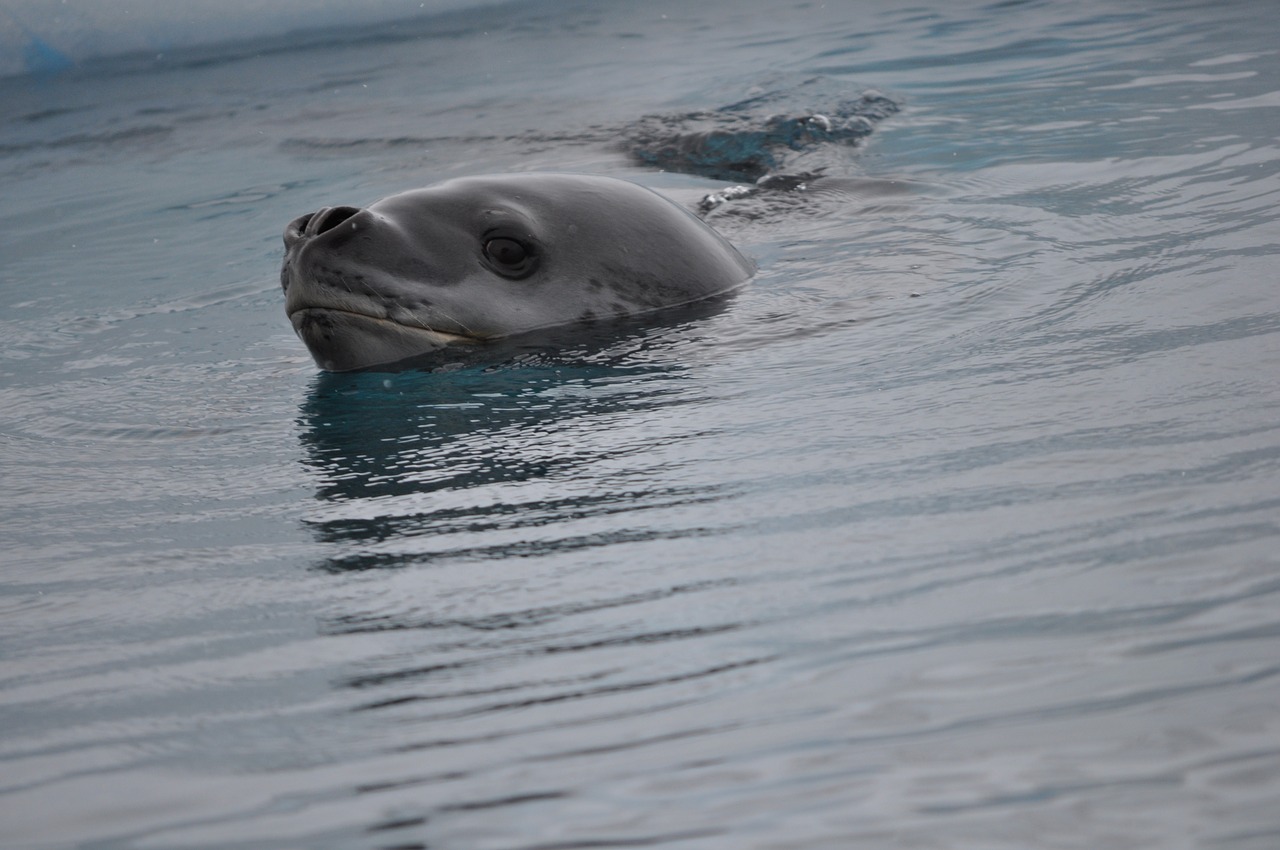 Image - leopard seal antarctica wildlife
