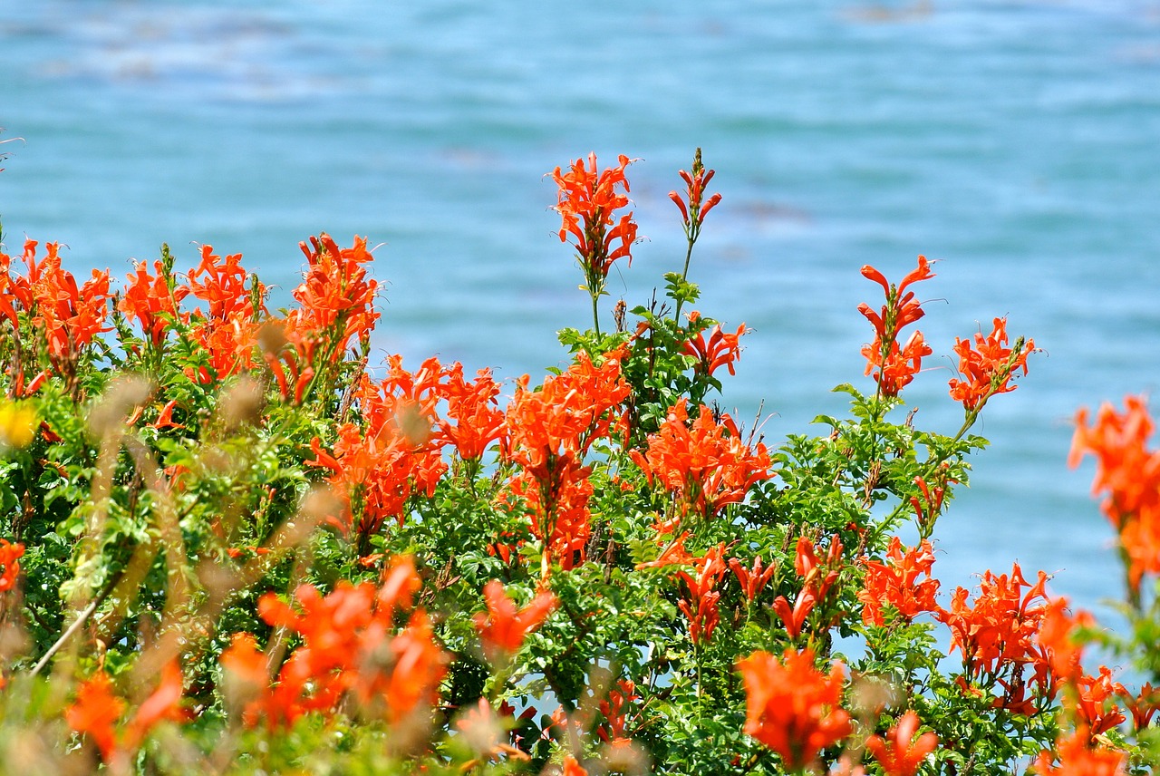 Image - pacific flowers water