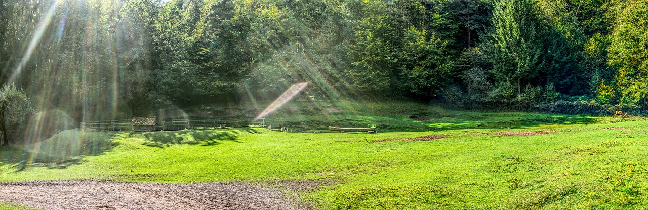 Image - forest meadow green sunbeam