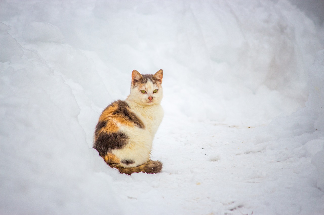 Image - cat animal cute kitten pet kitty