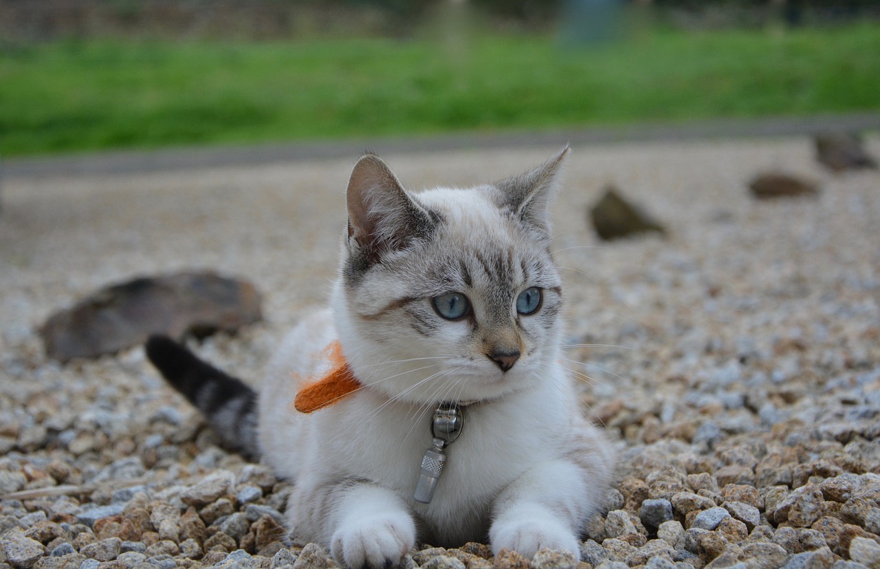 Image - cat kitten lying blue eyes