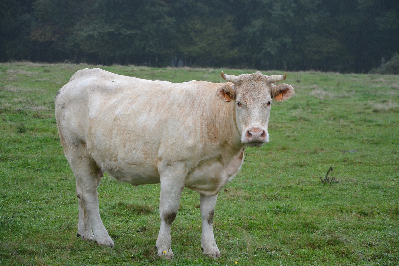 Image - cow cowhide color white pasture