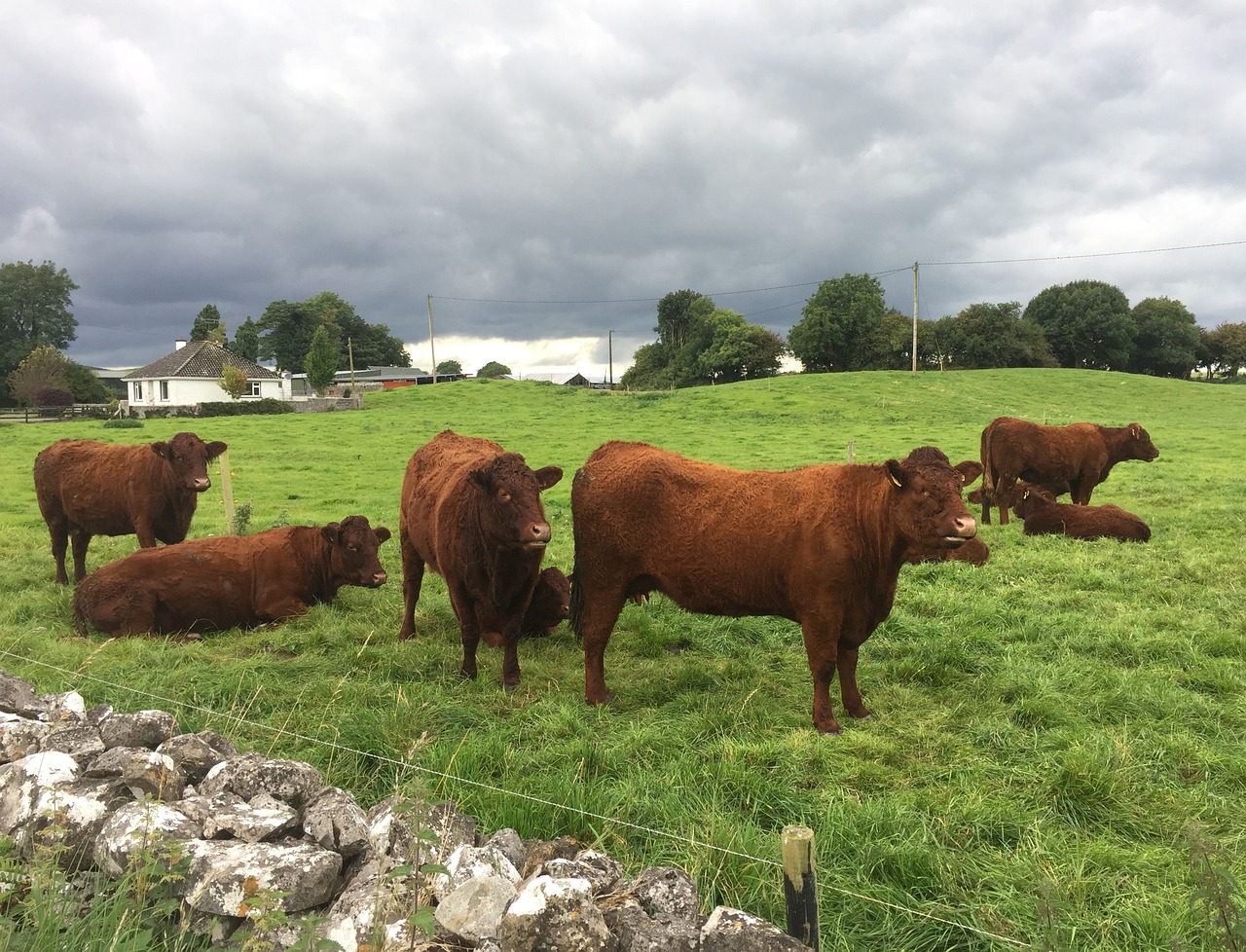 Image - cows grazing land