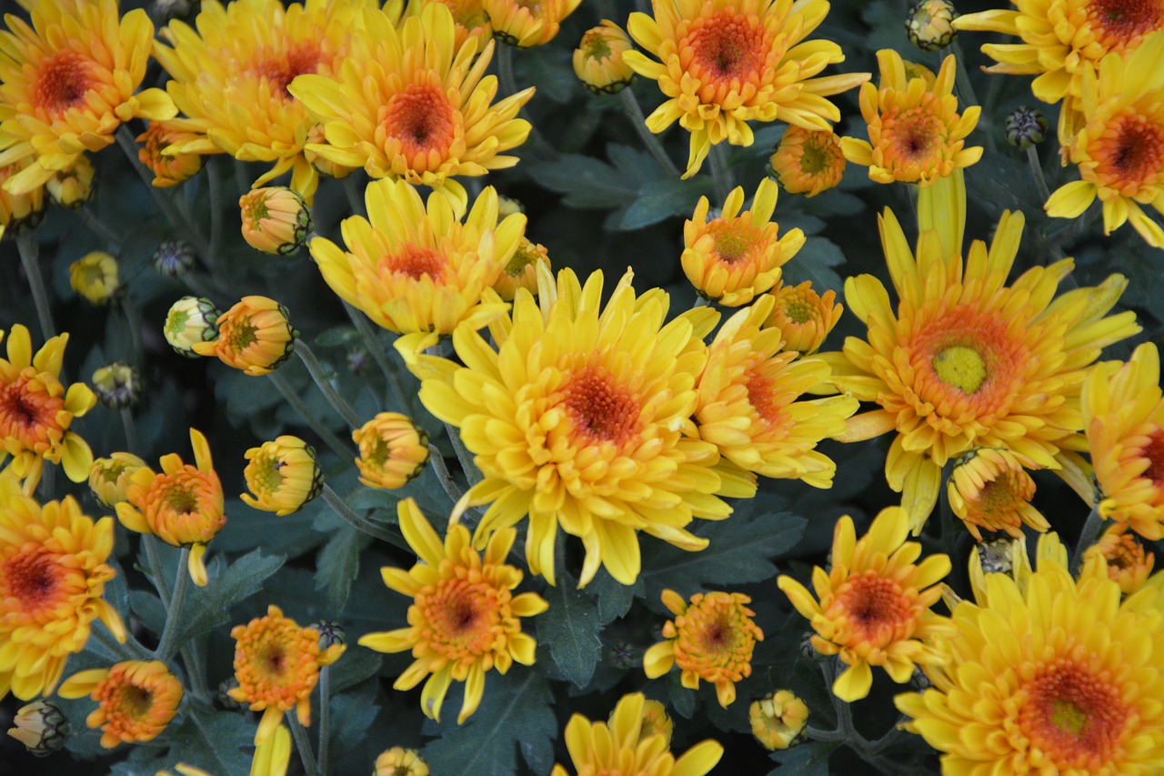 Image - yellow flowers yellow chrysanthemums