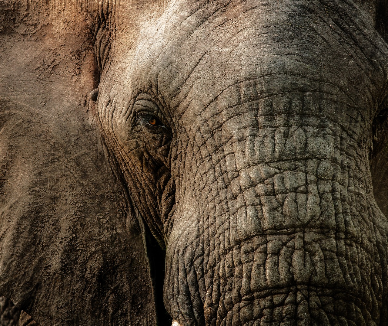 Image - elephant close trunk wrinkles eye