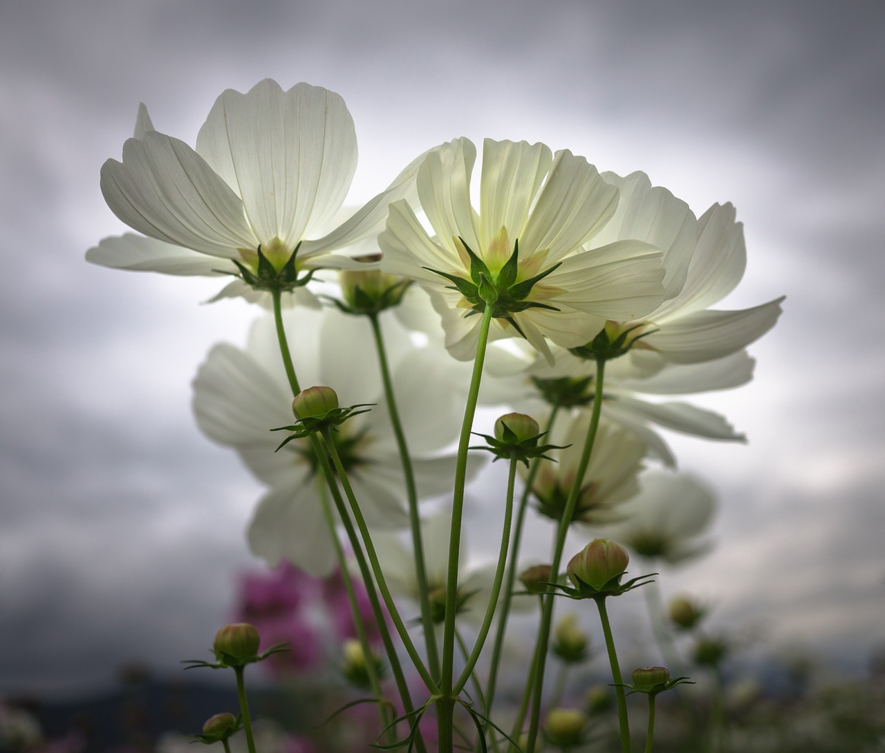 Image - cosmos autumn flowers plants