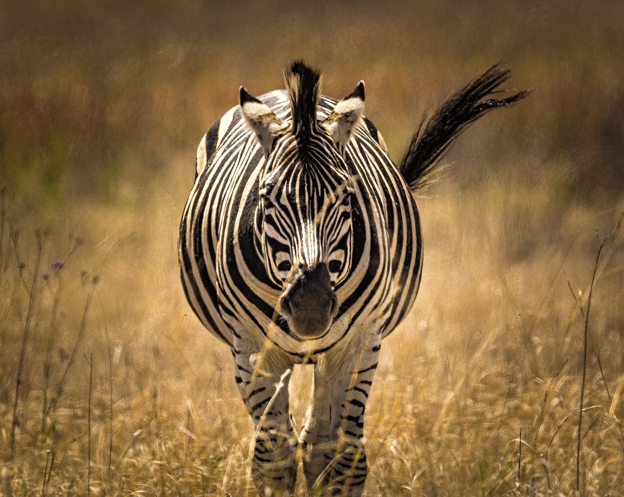 Image - zebra close stripes tail