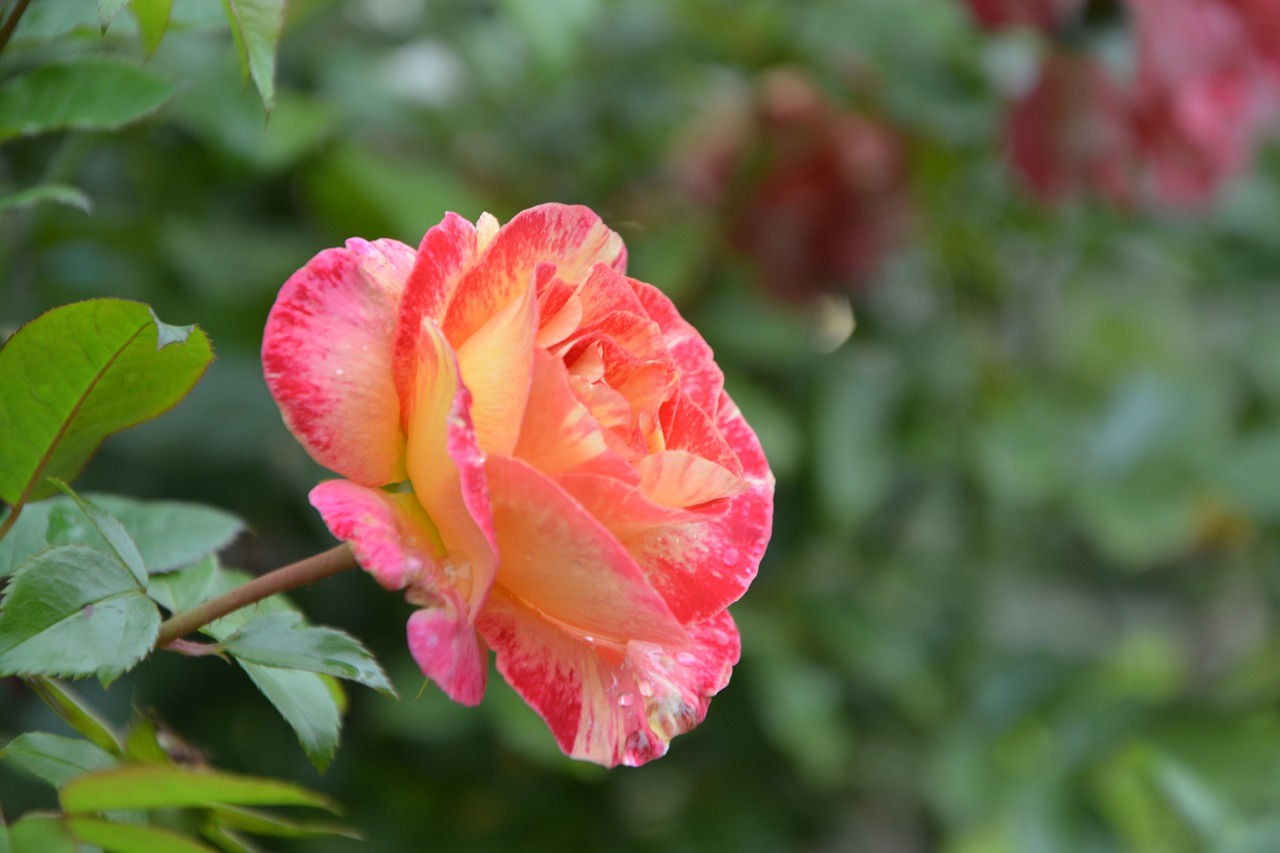 Image - flower pink pink color yellow rose