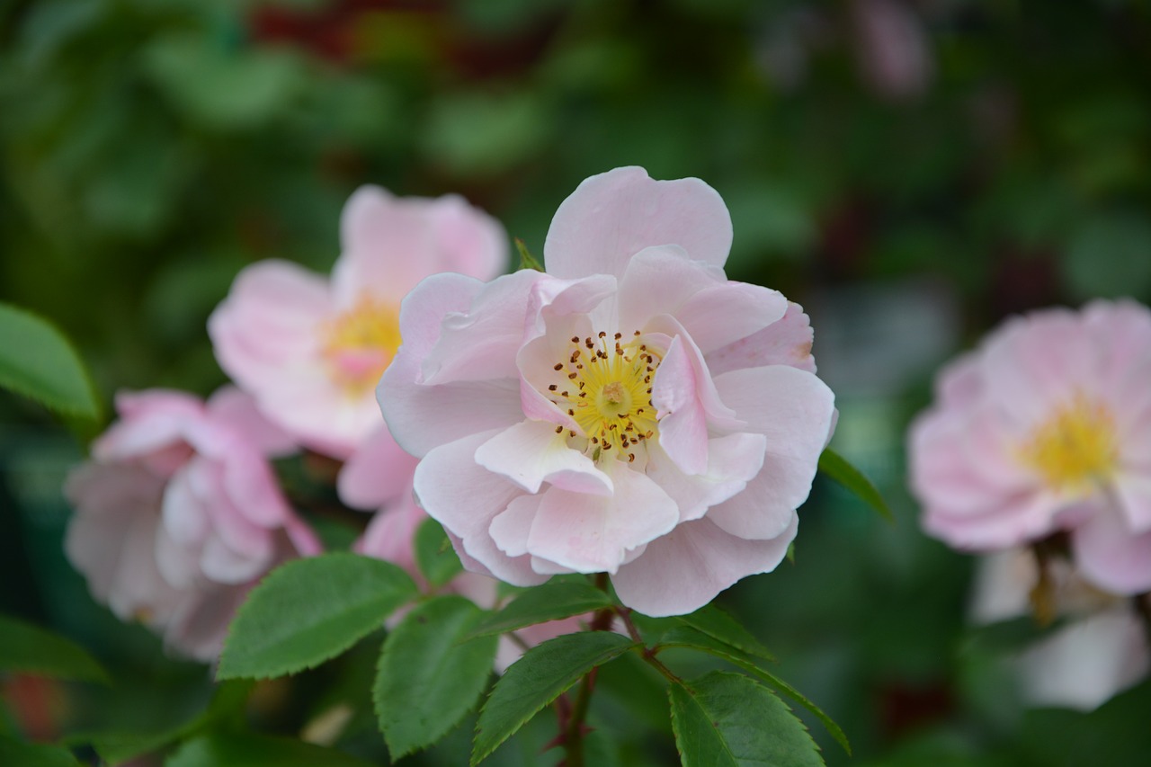 Image - flowers pink flowers color pink