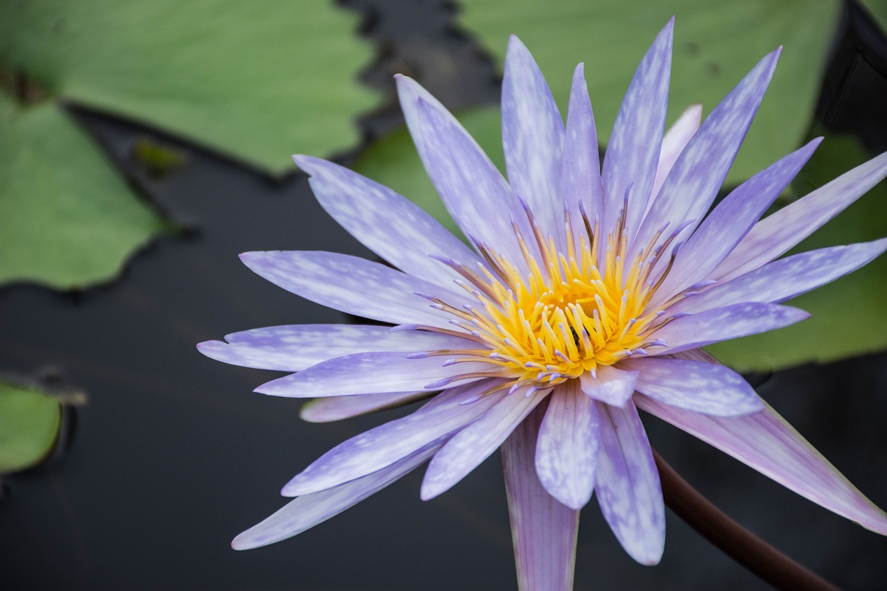 Image - flowers lotus purple lotus bloom