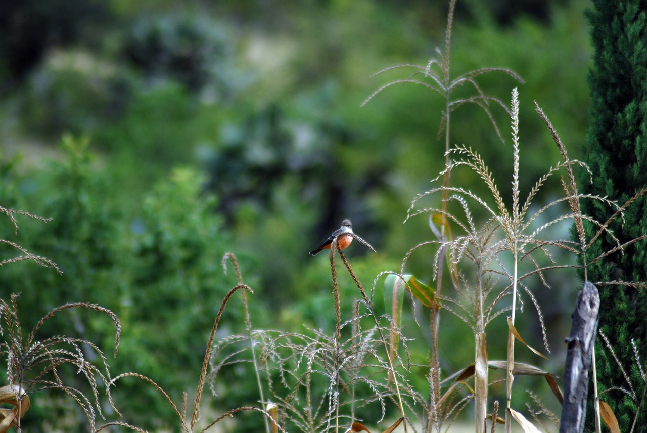 Image - ave field insect