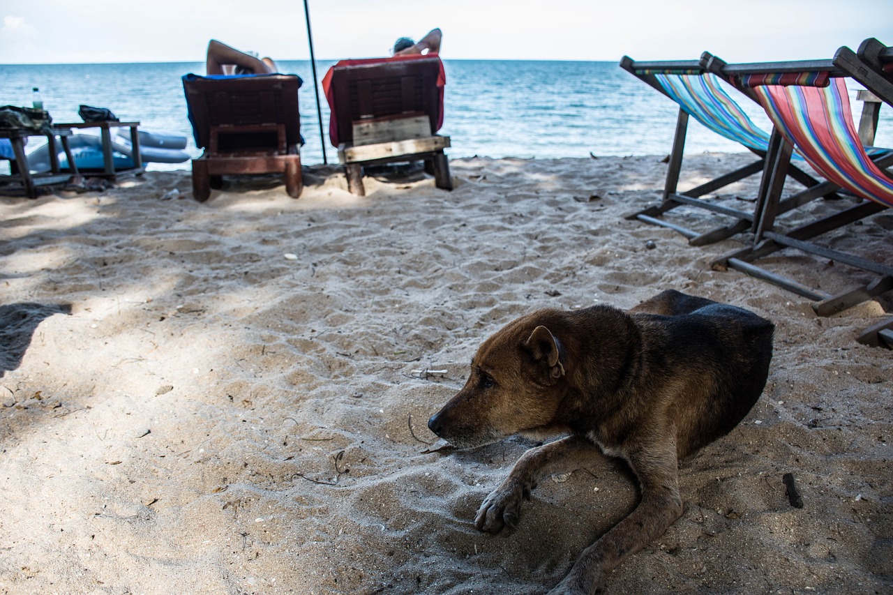 Image - dog sea sky twilight seaside