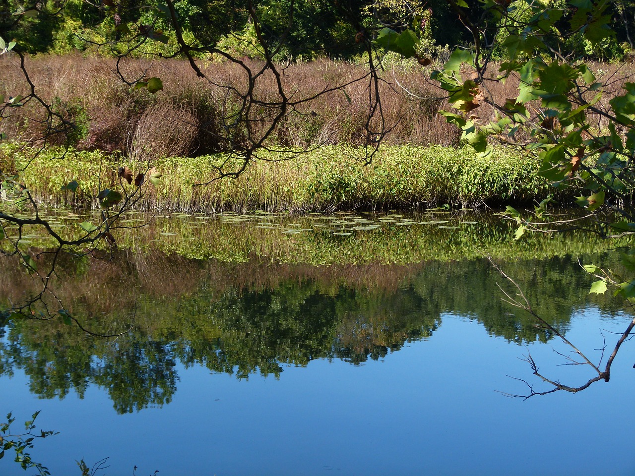 Image - lake loosestrife weeds plant