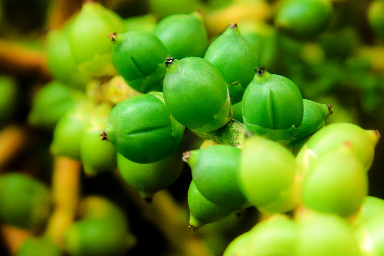 Image - fruit green palm tropical tree