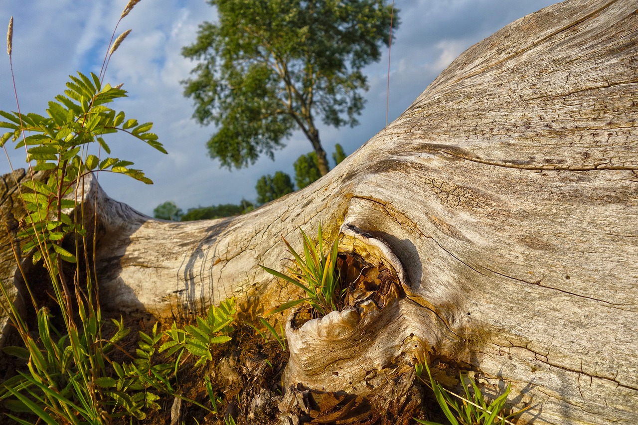 Image - tree trunk wood log bark texture