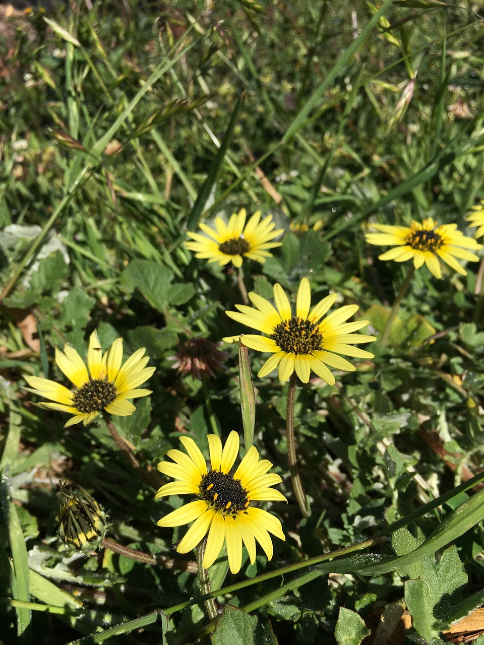 Image - weeds daisy grass nature field